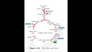 Krebs Cycle  Respiration in Plants [upl. by Sikko709]