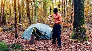 Unforgettable Camping in the Wild Forest with my Cat [upl. by Anuat582]