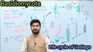 86 Basidiomycota  Life cycle of ustilago Loose smut of Wheat  Fsc biology class 11 [upl. by Nola]