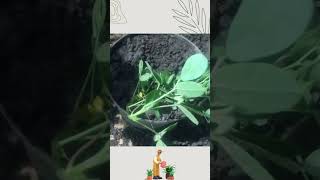 Como reproducir la planta Maní Forrajero Cacahuatillo Arachis pintoi [upl. by Yeliac]