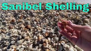 Sanibel Shelling 2023  Huge Shell Pile at the Island Inn So Many Shells [upl. by Rider473]