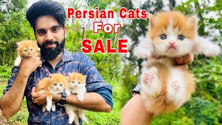 Persian Cats For Sale  Triple Coat Persian Kittens  Persian Cat price in india  Persian Cat  cat [upl. by Trinetta]