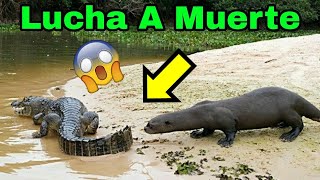 🦦🐊 NUTRIA CAZANDO A UN CAIMAN  LA LEY DEL MAS FUERTE 💪🦦🐊👈 [upl. by Adnorhs]