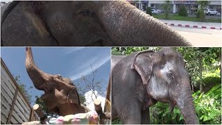 3 Elephants Rescued In A Week [upl. by Moishe]