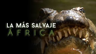 África más salvaje  Virungas Tierra de Hielo y Fuego [upl. by Arze]