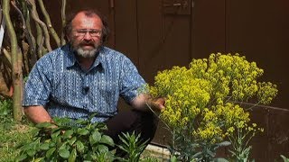 Natural Dye Workshop Colors of Provence Using Sustainable Methods Trailer [upl. by Sillek]