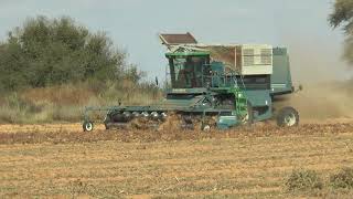 Amadas 9900 CDS peanut harvester in South Africa May 2018 [upl. by Allbee364]