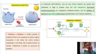 Enzimi caratteristiche e modalità di azione [upl. by Adallard]