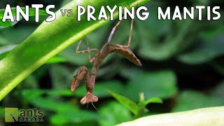 Ants vs Praying Mantis [upl. by Chastain]