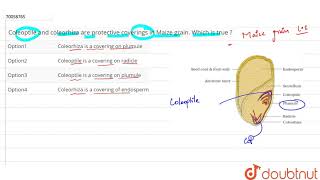 Coleoptile and coleorhiza are protective coverings in Maize grain Which is true [upl. by Mulderig50]