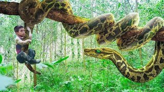 Anaconda Snake Attack Fish Hunter In Amazon Forest  Giant Anaconda Snake Attack Video [upl. by Anuqahs]