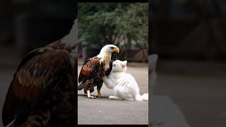 White necked eagle playing a cute cat Loves 💕😘 animal motionzoolandeagleanimallandlionworld🦅🦅🦅 [upl. by Slade]