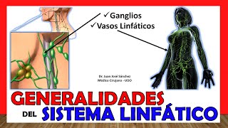 🥇 SISTEMA LINFÁTICO en 18 Minutos GENERALIDADES ¡Fácil y Sencillo [upl. by Erfert540]