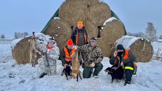 Revejakt i halmballer med terriere Fox hunting in hay bales using terriers [upl. by Rora534]