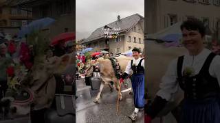 🐄✨🌸 AlpineDescent Alpabzug EntlebucherAlpabzug Schüpfheim SwissTraditions SwissCulture cow [upl. by Henryetta]