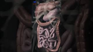 Digestive system  Digestive System Animation  health shorts anatomy [upl. by Sosna]