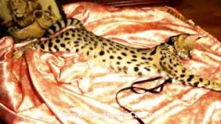 Savannah kittens  savannah cats breeders serval sire [upl. by Leduar]