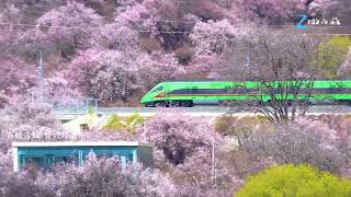 Lhasa to Nyingchi Bullet Trains Tibet [upl. by Ahseneuq]