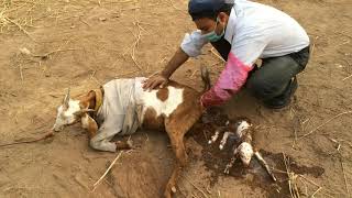 difficult birth in goat and its successful manual solutionDYSTOCIA [upl. by Ardua]