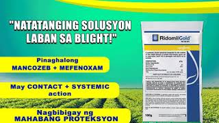 RIDOMIL Gold Natatanging Solusyon laban sa Blight [upl. by Koren]