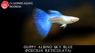 Poecilia reticulata THE EXCELLENT Guppy Albino Sky Blue [upl. by Kaazi]