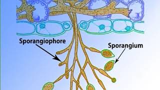 Phytopthora important features and life historymp4 [upl. by Nerwal]