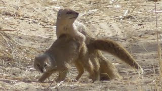 Yellow mongoose mating  Southern Kalahari [upl. by Oicirtap393]