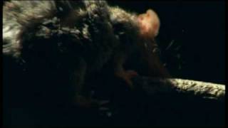 Antechinus Mating [upl. by Aikemaj]