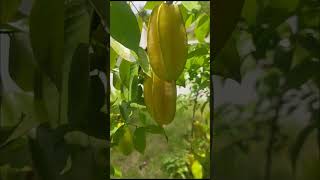 green valley botanical garden panavely kottarakkara kollam ph no 8113800032 fruit [upl. by Anaerdna943]