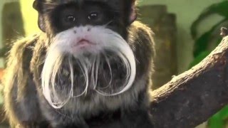 Tamarin kaisar 🐒  small monkeys with long mustache monkeys animalshorts animalfacts [upl. by Gitel]