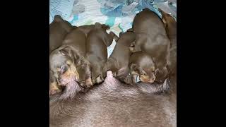 Doberman Pinscher Dog Giving Birth to 9 Healthy Puppies [upl. by Ssitnerp]