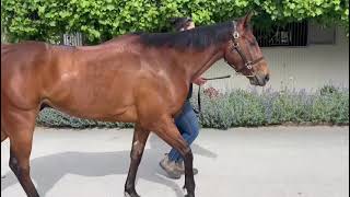 Queue Jumper 3yo Vic Ocean Park Gelding [upl. by Berkshire]