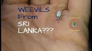 WEEVILS from SRI LANKA [upl. by Scheider]