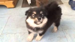 Finnish Lapphund Puppies Meeting My Cat Delphi [upl. by Analli]