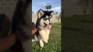 Alaska malamute baby tìm chủ mới cute dog sukenpet [upl. by Watanabe735]