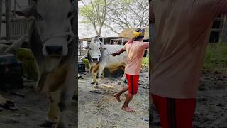 North Bengal Grey Cattle or Grey Brahman Cross Cattle   Heavy Black Deshal Bull at Paragram 2024 [upl. by Massab947]