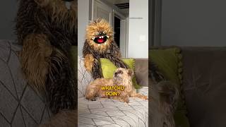 EWOK Dog has a Clingy WOOKIEE [upl. by Roel]