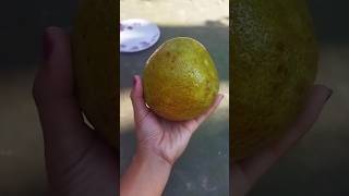 Pomelo fruit pomelofruit shortvideo ytshortsvideo 🍊 [upl. by Gibby]