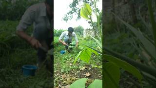 सेमफली का पोधा  Fertilized the lima bean plant nature plantscare limabeans shorts [upl. by Talmud]