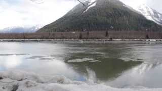 Skeena River feast Seagulls and Bald Eagles fishing for Hooligans HD 1080p [upl. by Erehc]