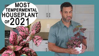 Houseplant Trends 2021 Most Tempermental The Polka Dot Plant Hypoestes Phyllostachya Care  Tips [upl. by September187]