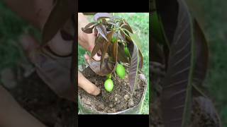 Best Method Grow Mango Tree How To Grafting Mango Tree Growing Faster and Has Many Fruits💥🥭🎋short [upl. by Epstein]