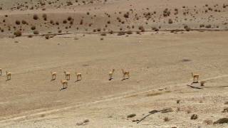 Vicuñas Vicugna vicugna HD [upl. by Cadal927]