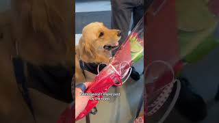 Valentines date gone wrong 😃 goldenretrievers [upl. by Lunna109]