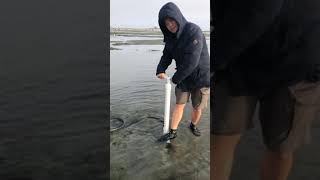 How to caught the geoduck with in 1 minute [upl. by Ahsilak]