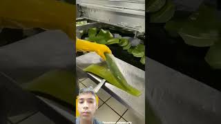 Aloe vera gel making process [upl. by Jessa]