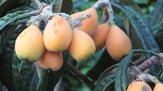 Growing Loquats in South Coastal British Columbia Canada [upl. by Genesia]