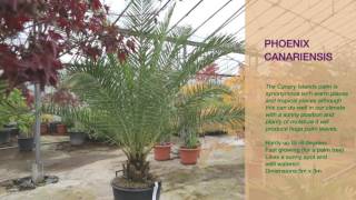 Phoenix canariensis [upl. by Soisanahta]