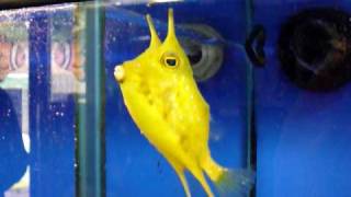 Billy the Longhorn Cowfish [upl. by Wanonah]