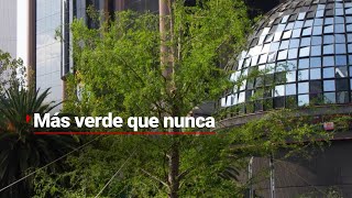 ¡El Ahuehuete de Paseo de la Reforma está más verde que nunca [upl. by Paschasia]